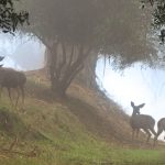 Deer Grazing in the Foggy Forest
