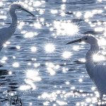 Egrets on Sunlit Lake
