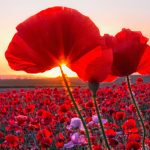 Field of Poppies at Sunrise