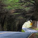 Forest Highway