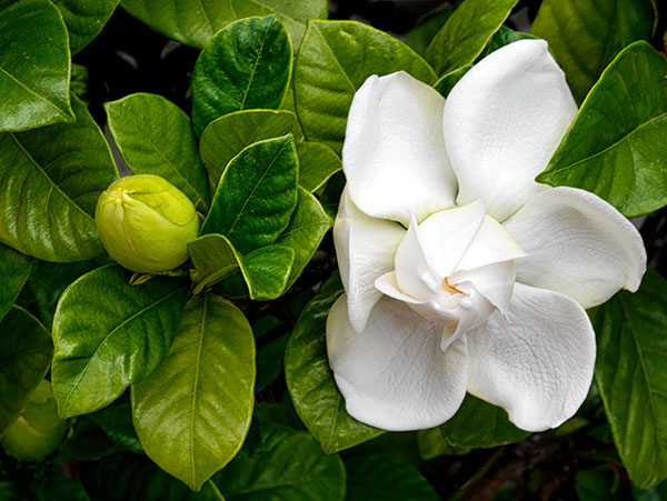 Magnolia Flower