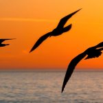 Seagulls Winging over the Ocean at Sunset
