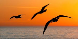 Seagulls Winging over the Ocean at Sunset