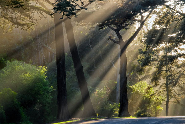 Sun Streaming into Forest