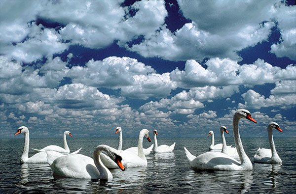 Swan Lake