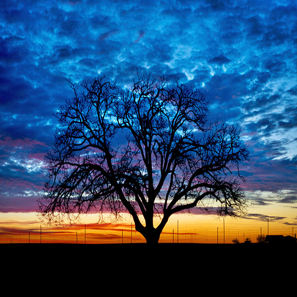 Solitary Tree Against Striking Sunset Sky