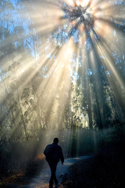 Walking Through Forest Illuminated by Sun Rays