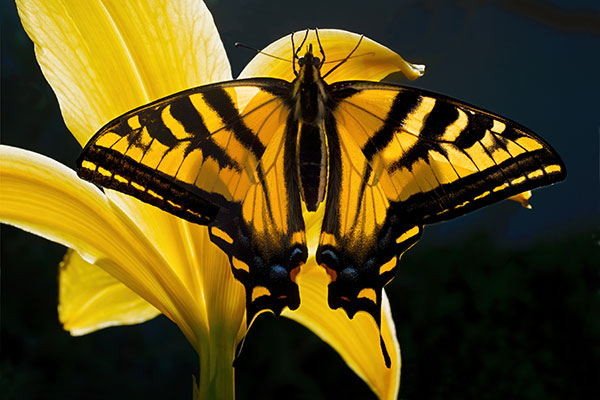 Yellow Butterfly